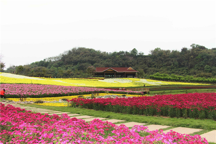 首页 > 长宁景区       蜀南花海景区是长宁县乡村旅游示范带动项目.